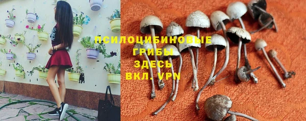 сатива Балахна